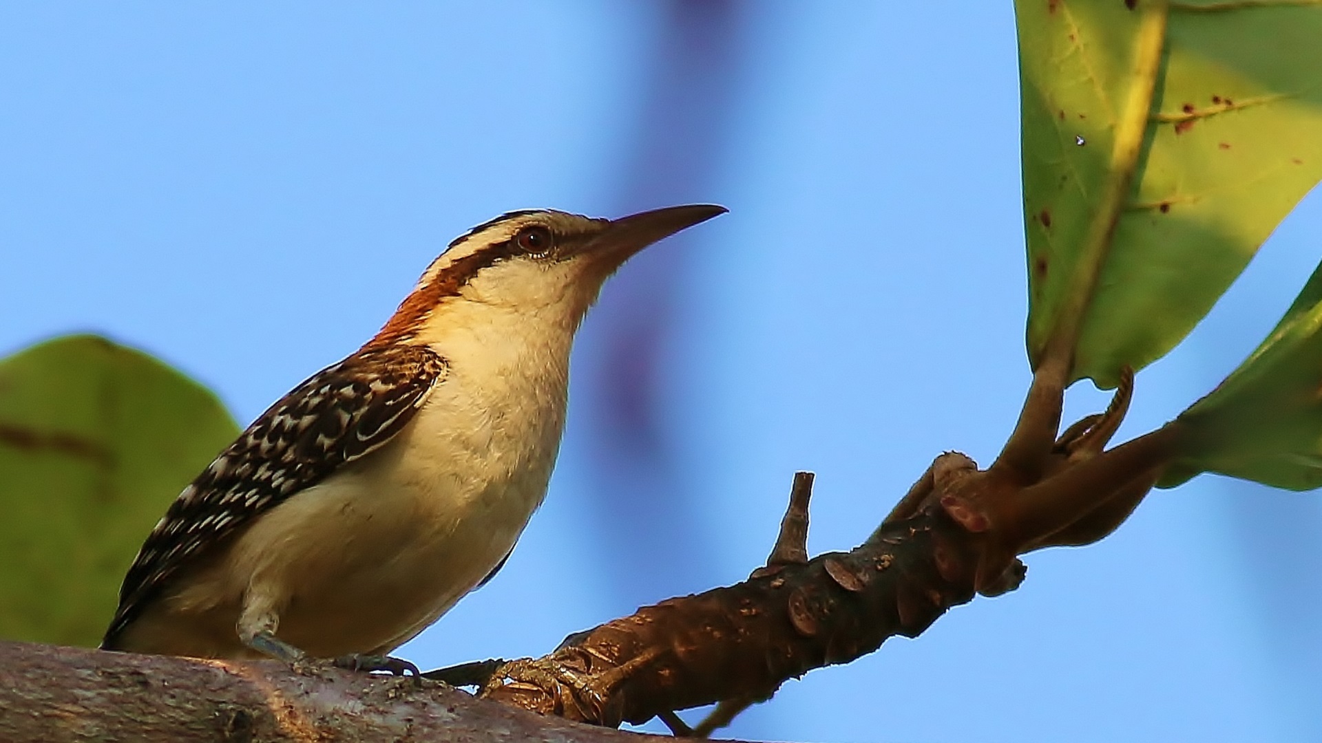 Rufous-naped Wren